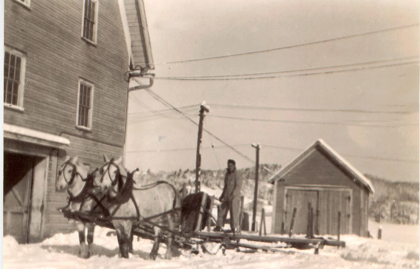 A team of horses, ready to work on a snowy day.