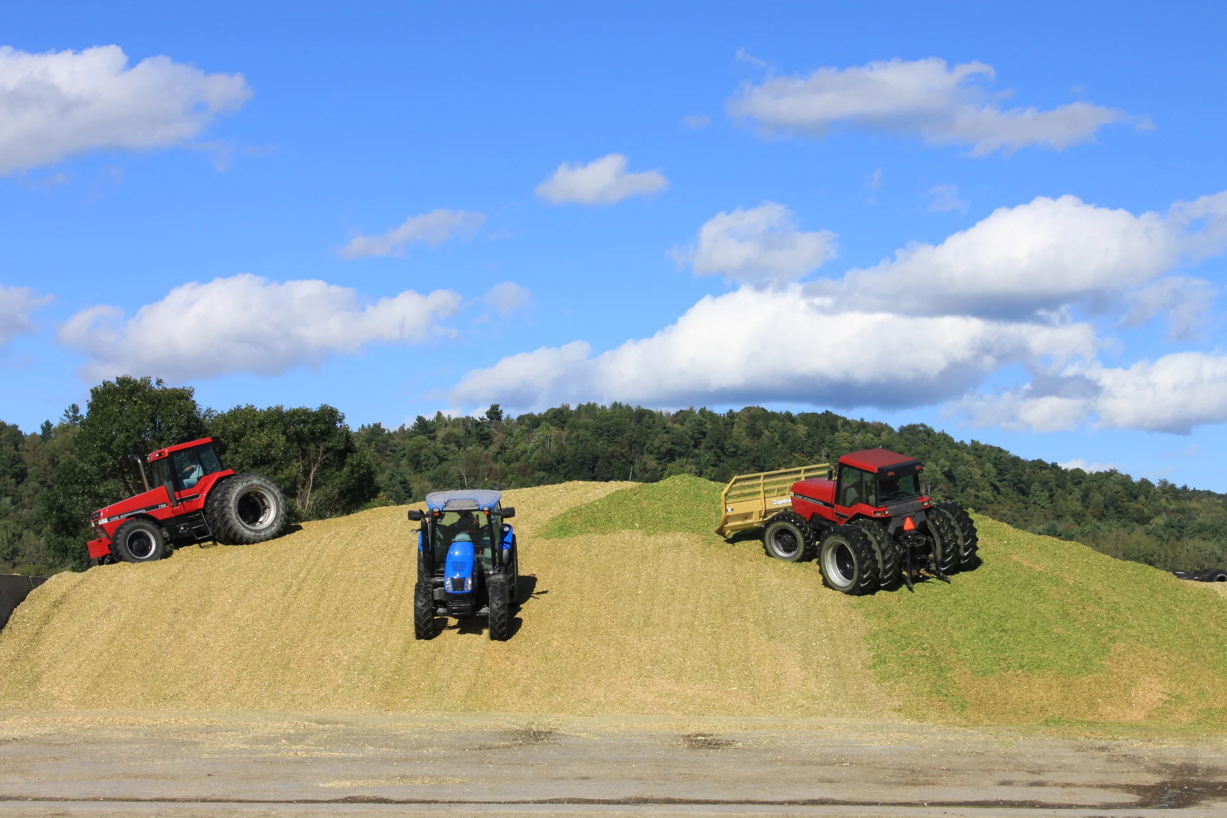 After we harvest our crops, we pile it into bunker silos, where it can be stored to feed our cows throughout the year.