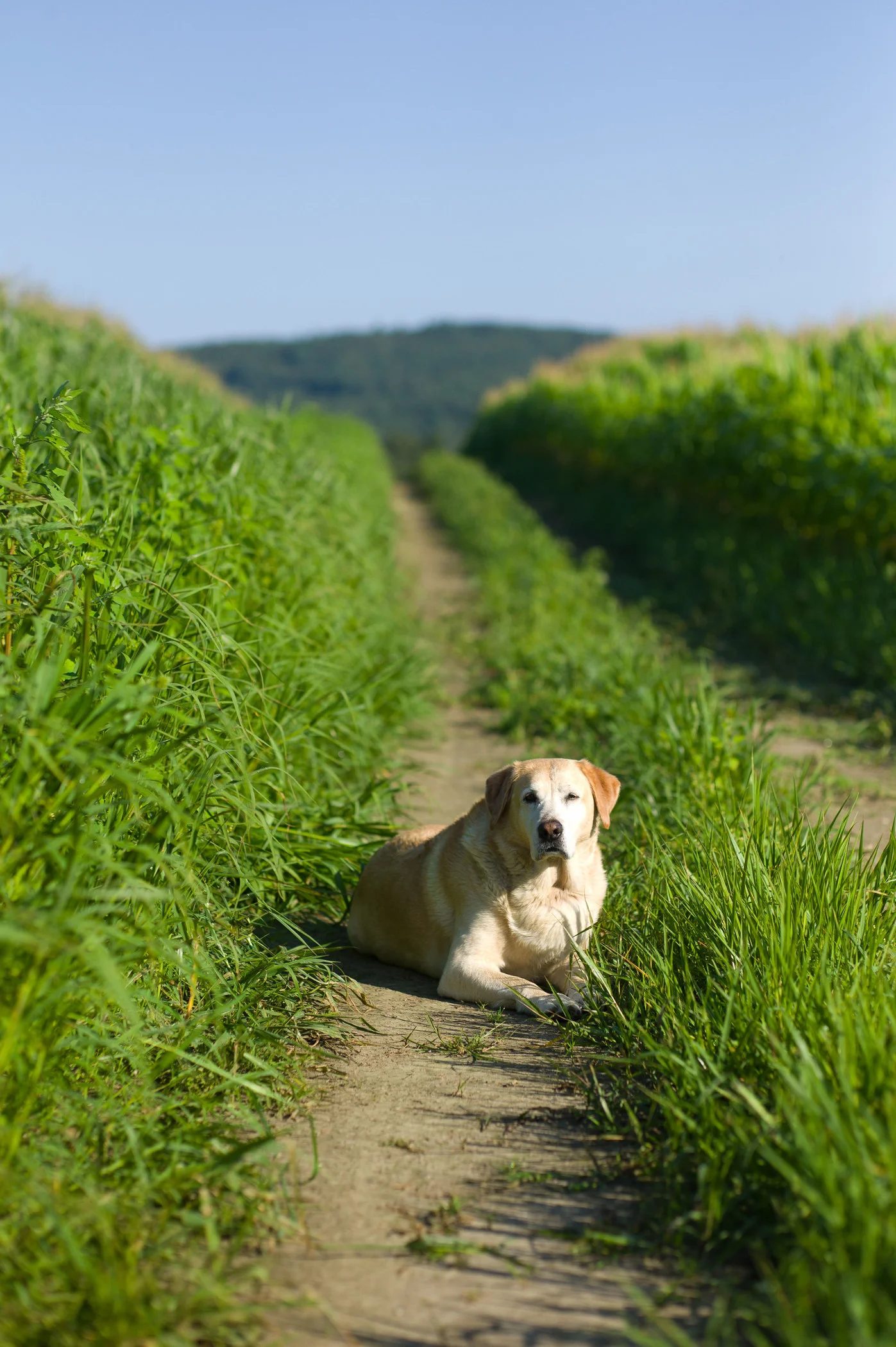 Gus, Deb's right hand man in the corn field.