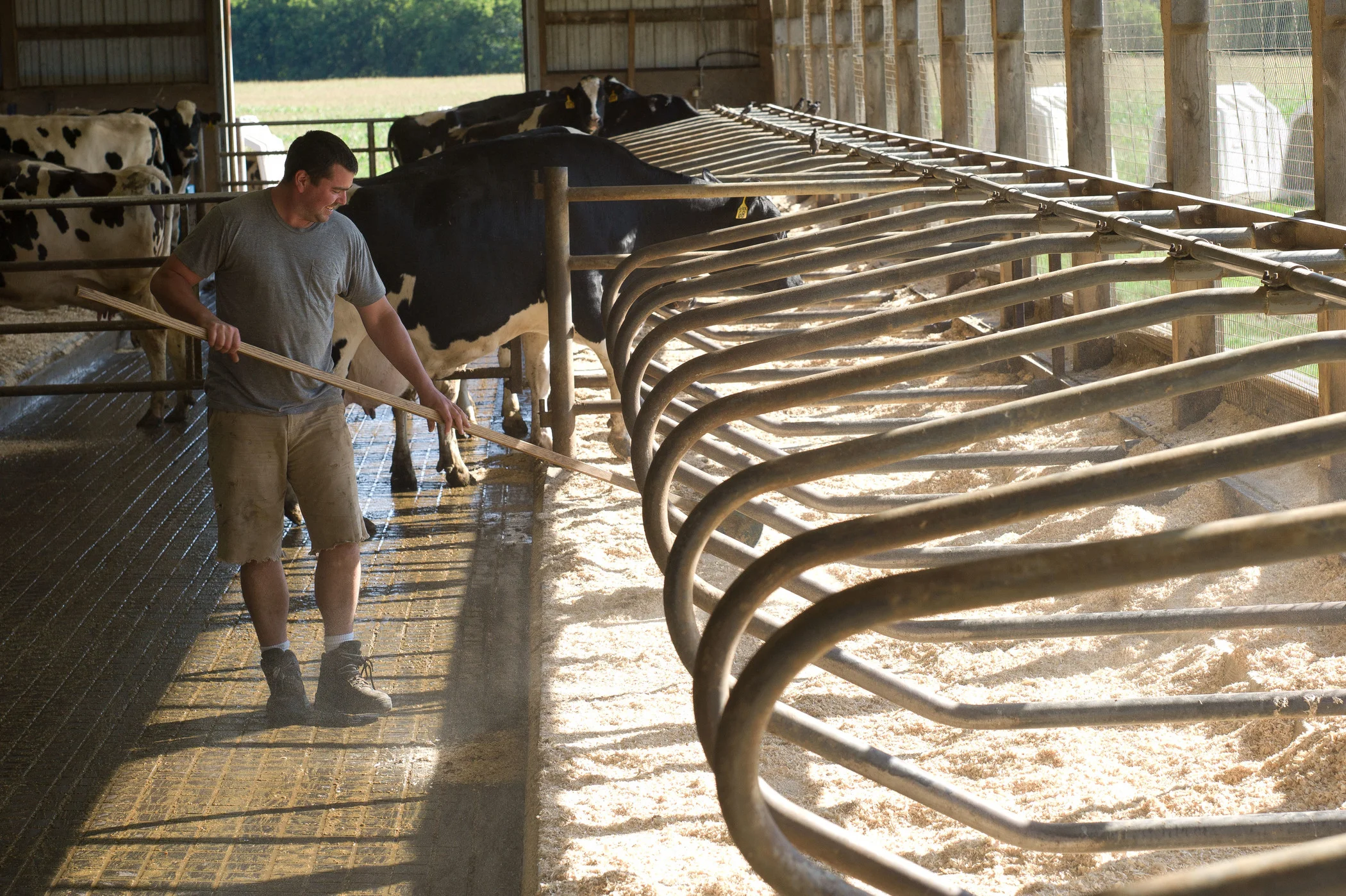 Ransom tidying up the barn