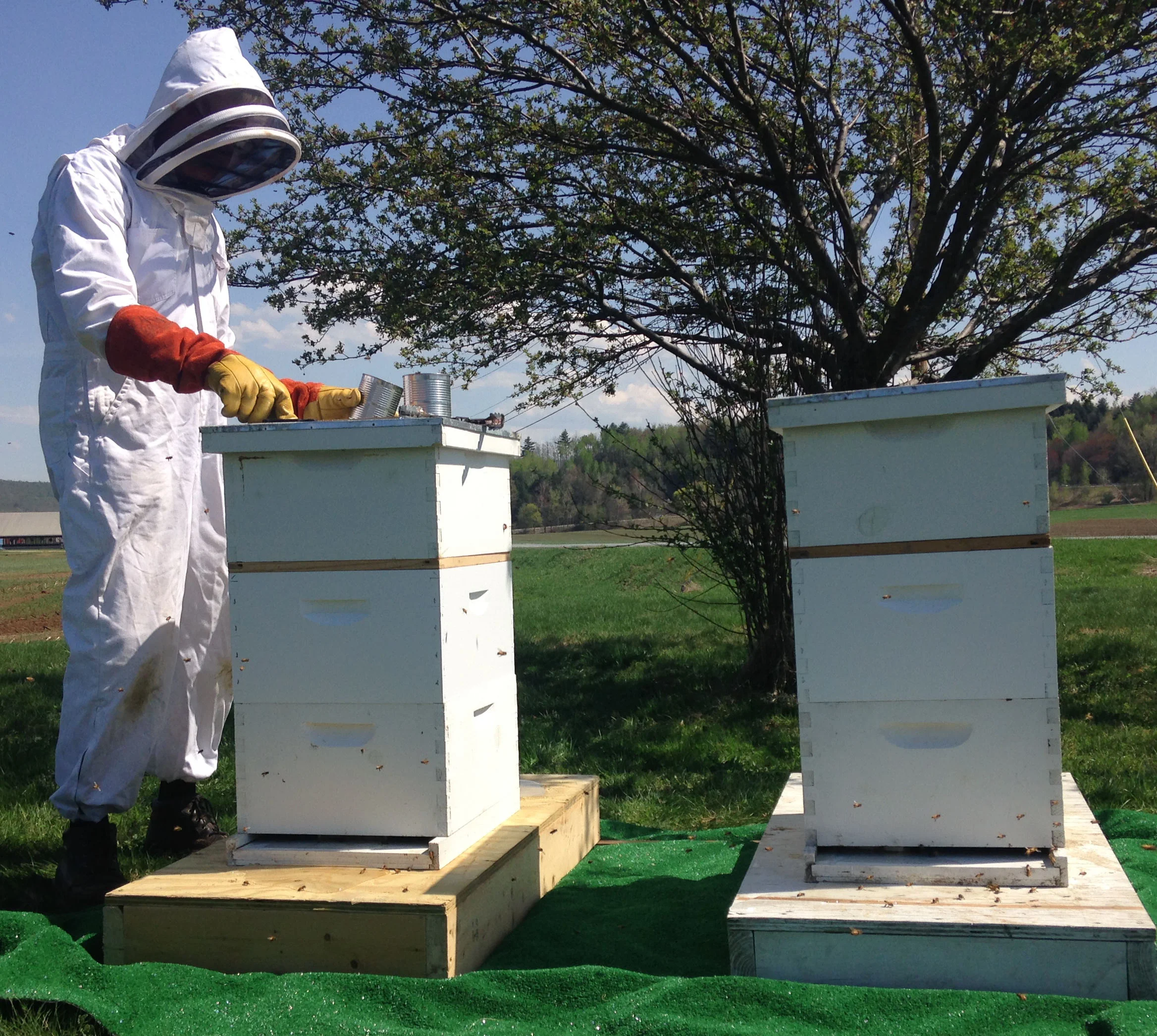 We keep bees to help pollinate our flowers and pumpkins