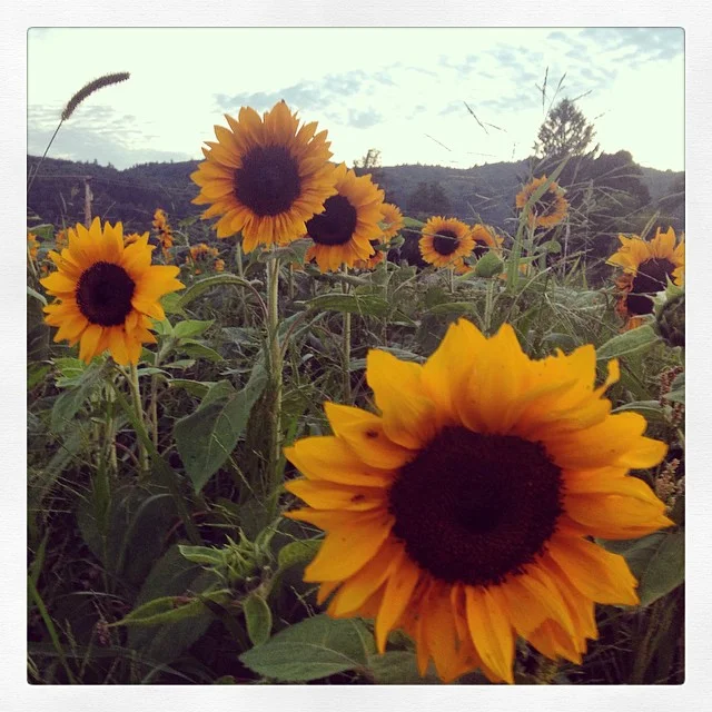 Pollinator paradise