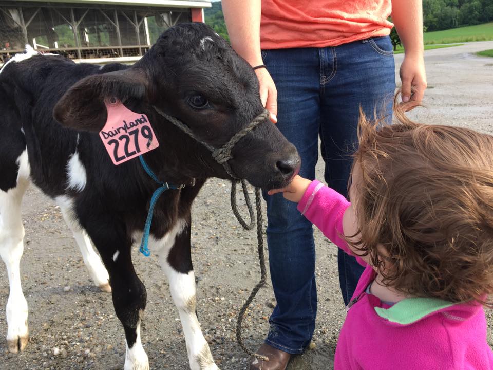 Dairyland the calf is eager for her parade debut