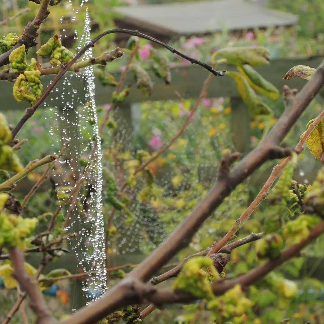Spider webs.jpg