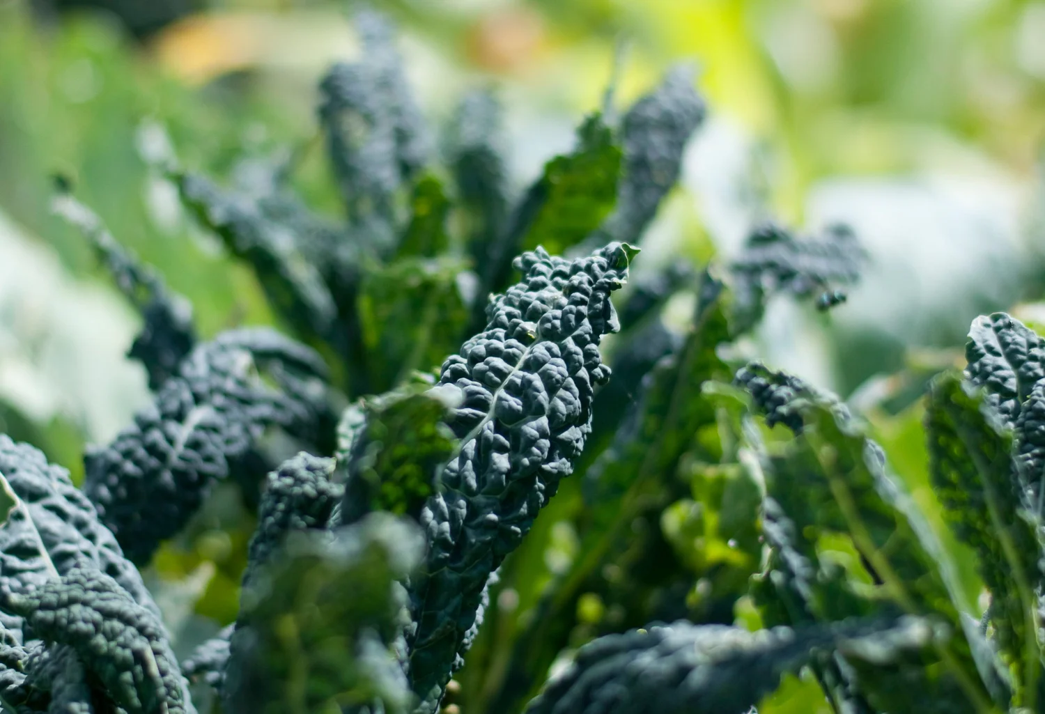 Gardendays-banner.jpg