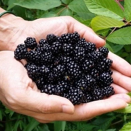 blackberries+in+hands-square.jpg