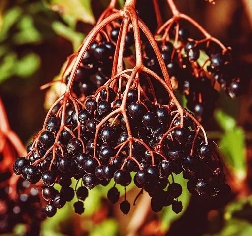 1 elderberries-square.jpeg