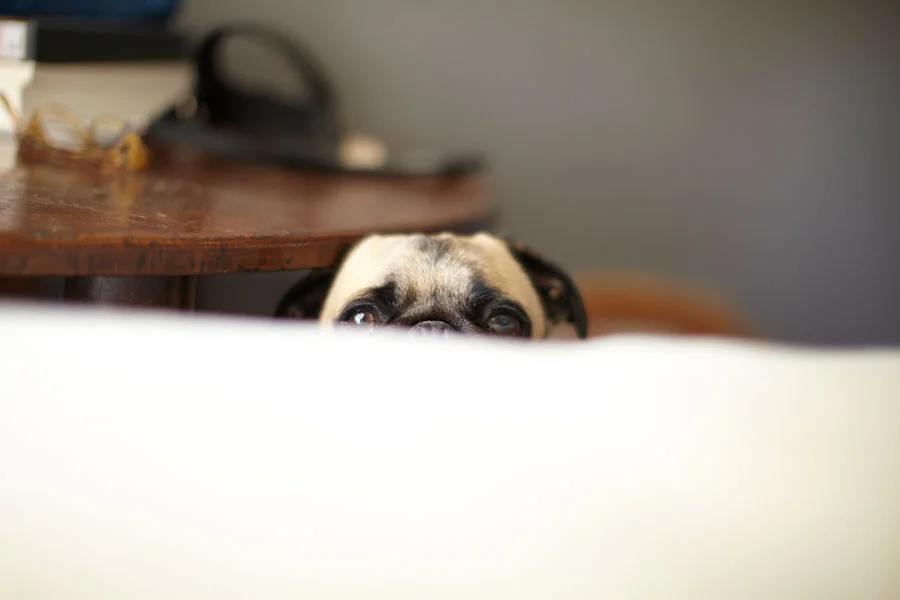 03_17_11_mosner_dogs_660.jpg