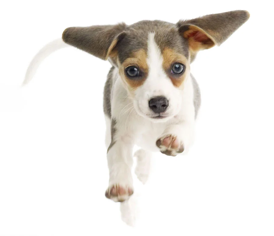 080514pbeagles_150_002.jpg