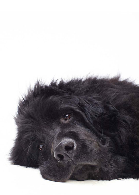 Brandy_Newfoundland_card_072.jpg