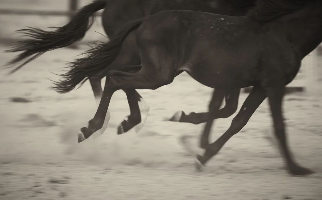 08_17_12_horses_birds_DB_104.jpg