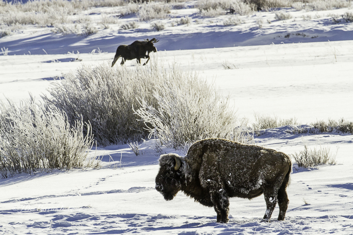 Yellowstone-82.jpg