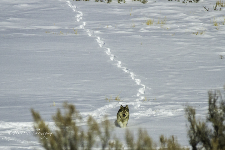 Yellowstone-87.jpg