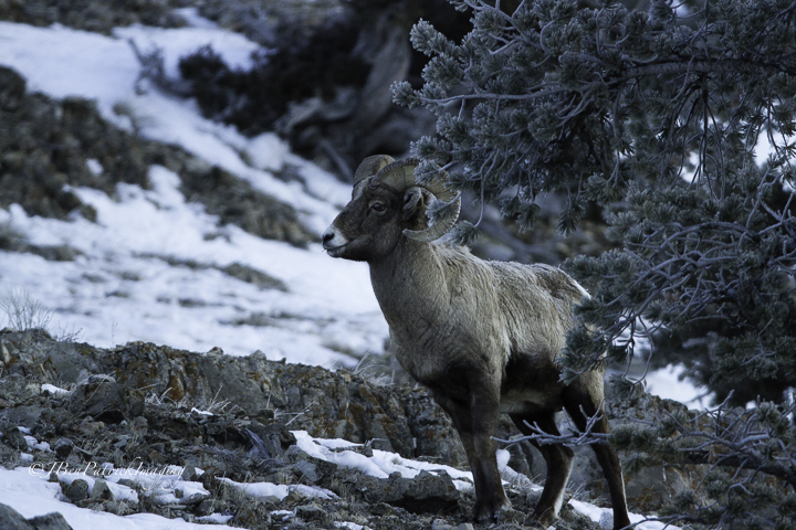 Yellowstone-100.jpg