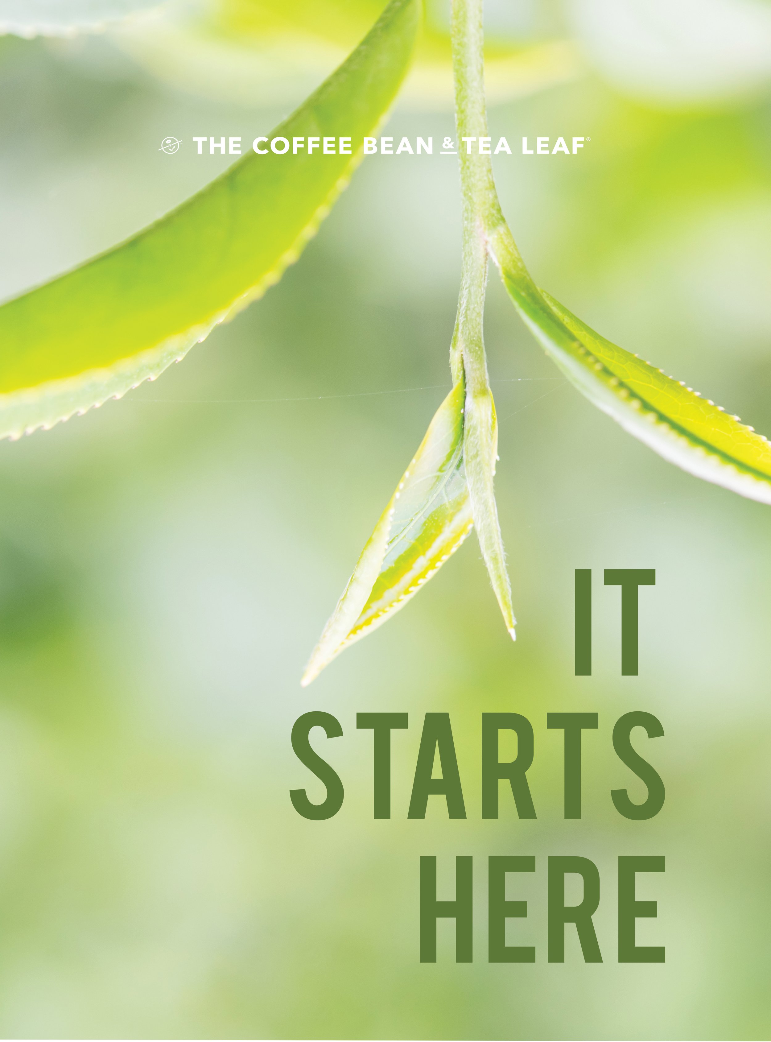 W1  Starts Tea.jpg