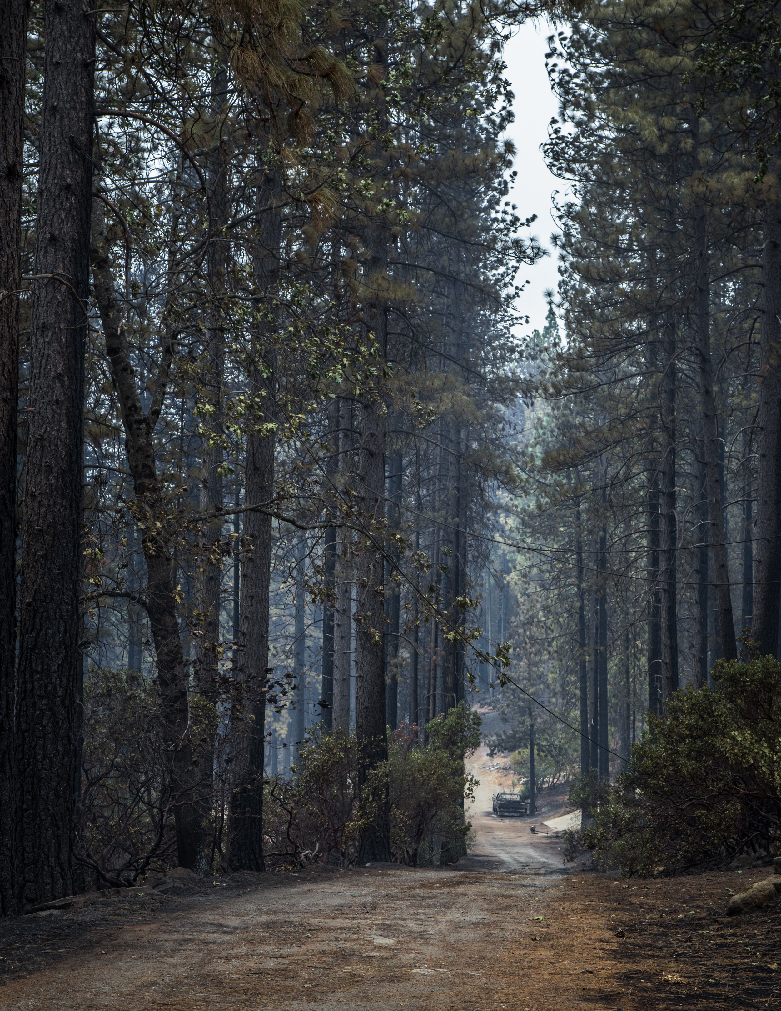 Gifford Springs, Cobb