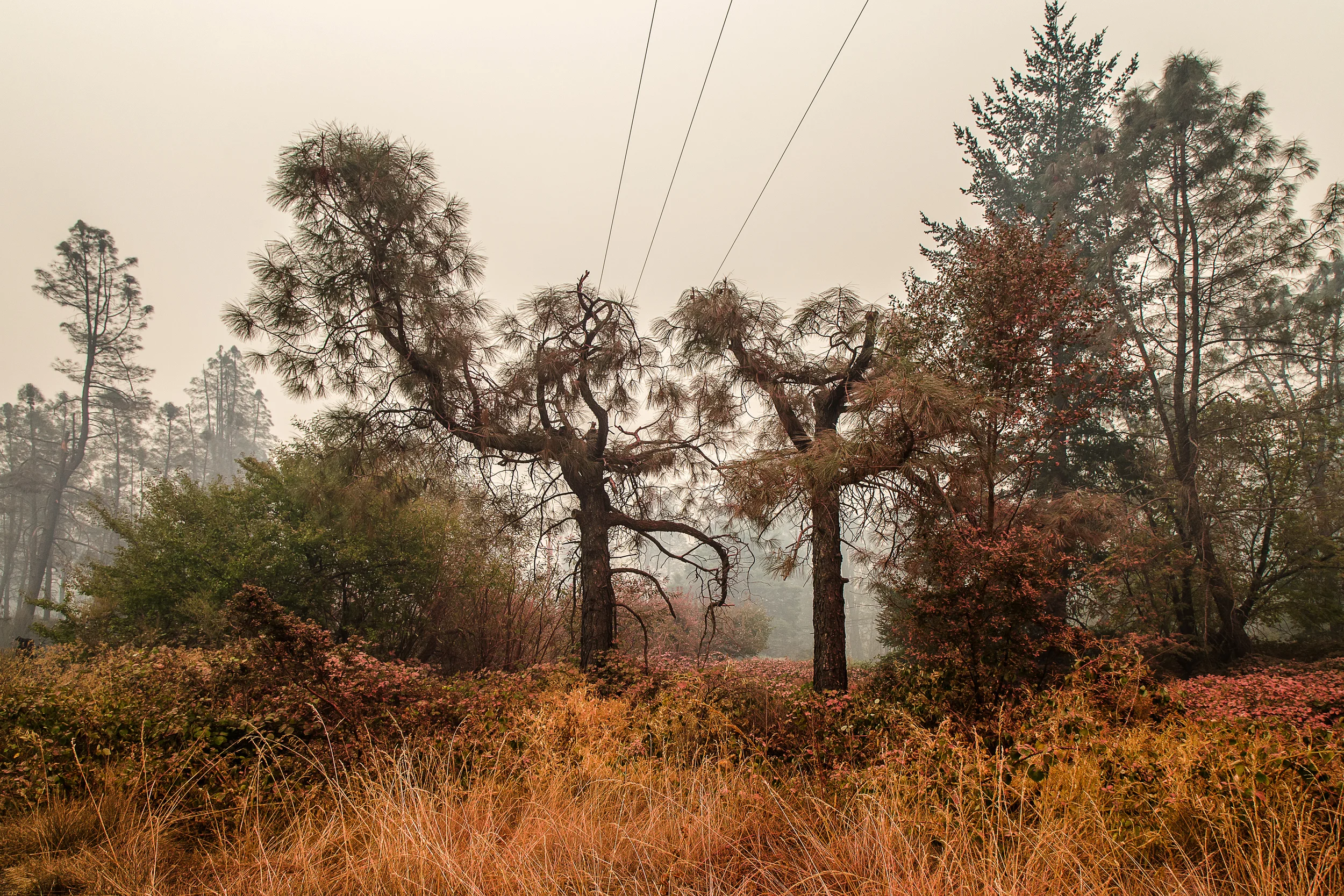 Whispering Pines, Cobb