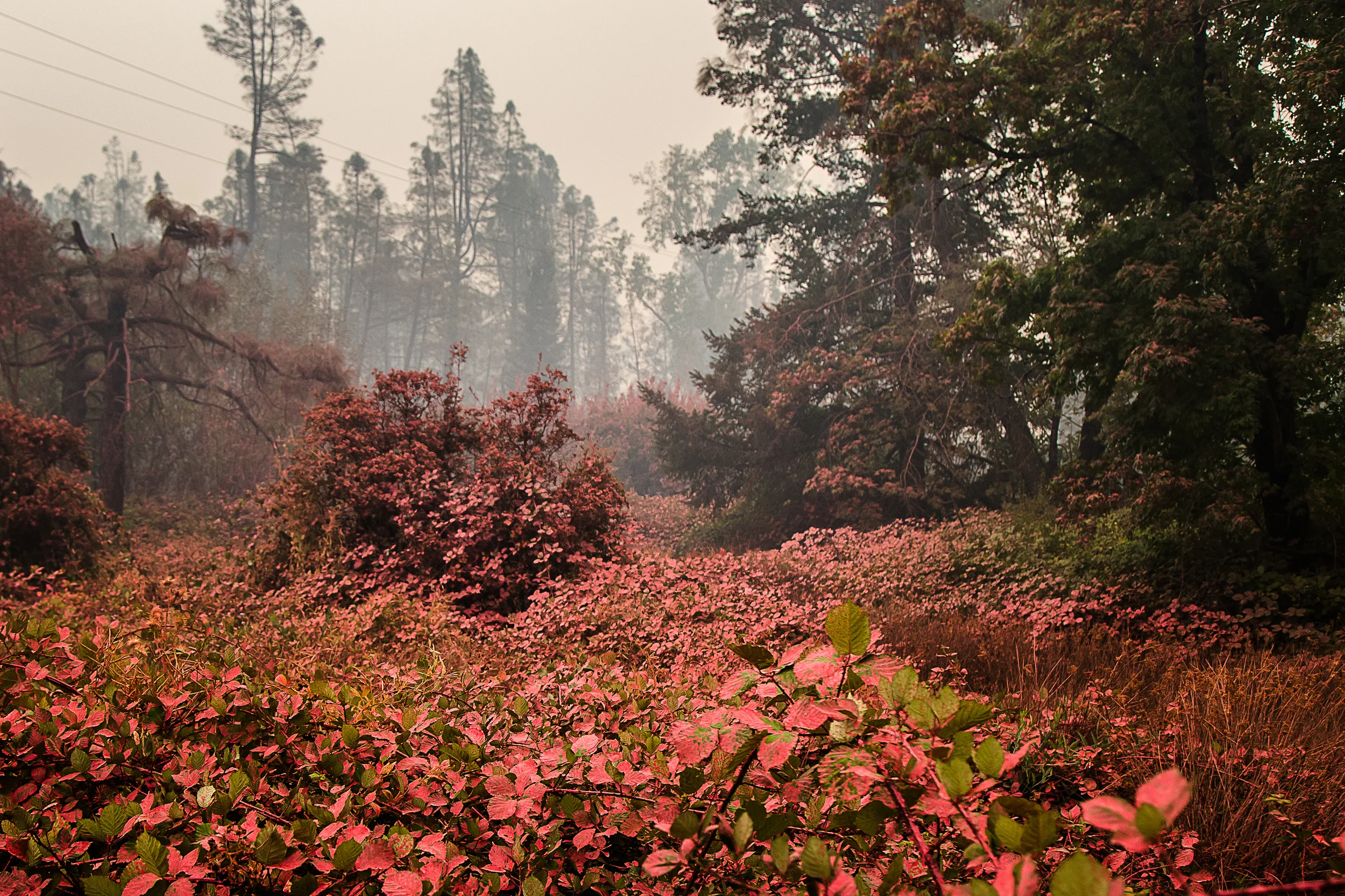Whispering Pines, Cobb