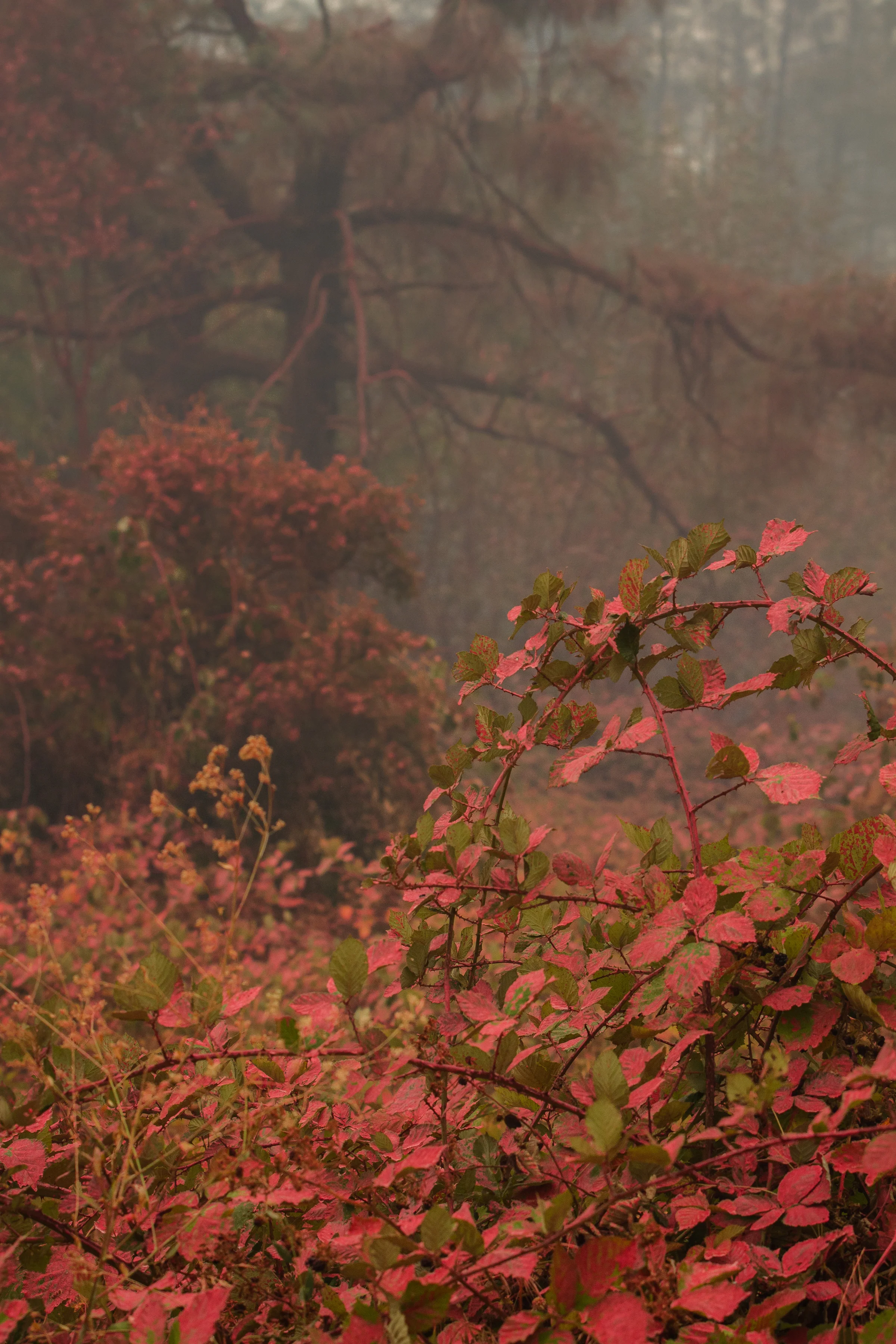 Whispering Pines, Cobb