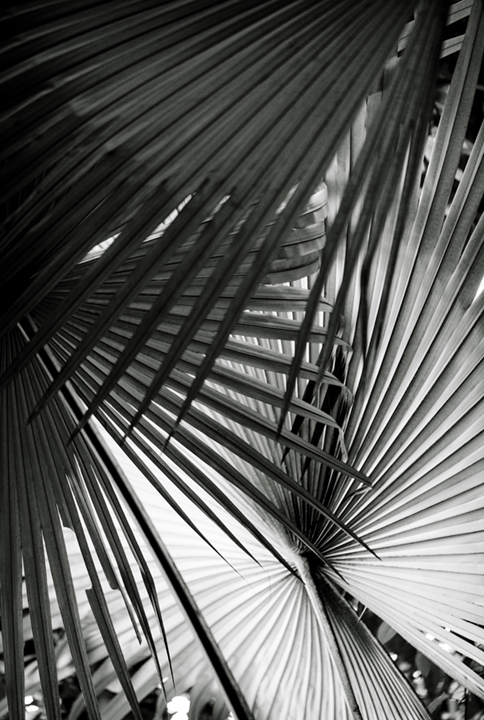 ©nathandehart-palms--2.jpg