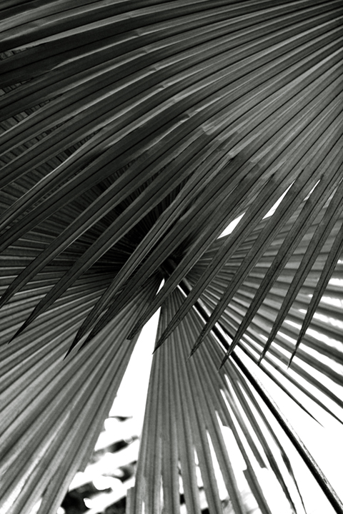 ©nathandehart-palms--3.jpg