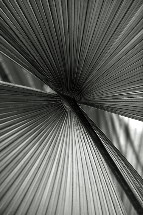 ©nathandehart-palms--4.jpg