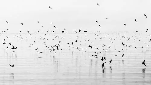 RH NATURE These black-and-white photographs portray the natural world in both intimate and expansive terms. VIEW MORE →