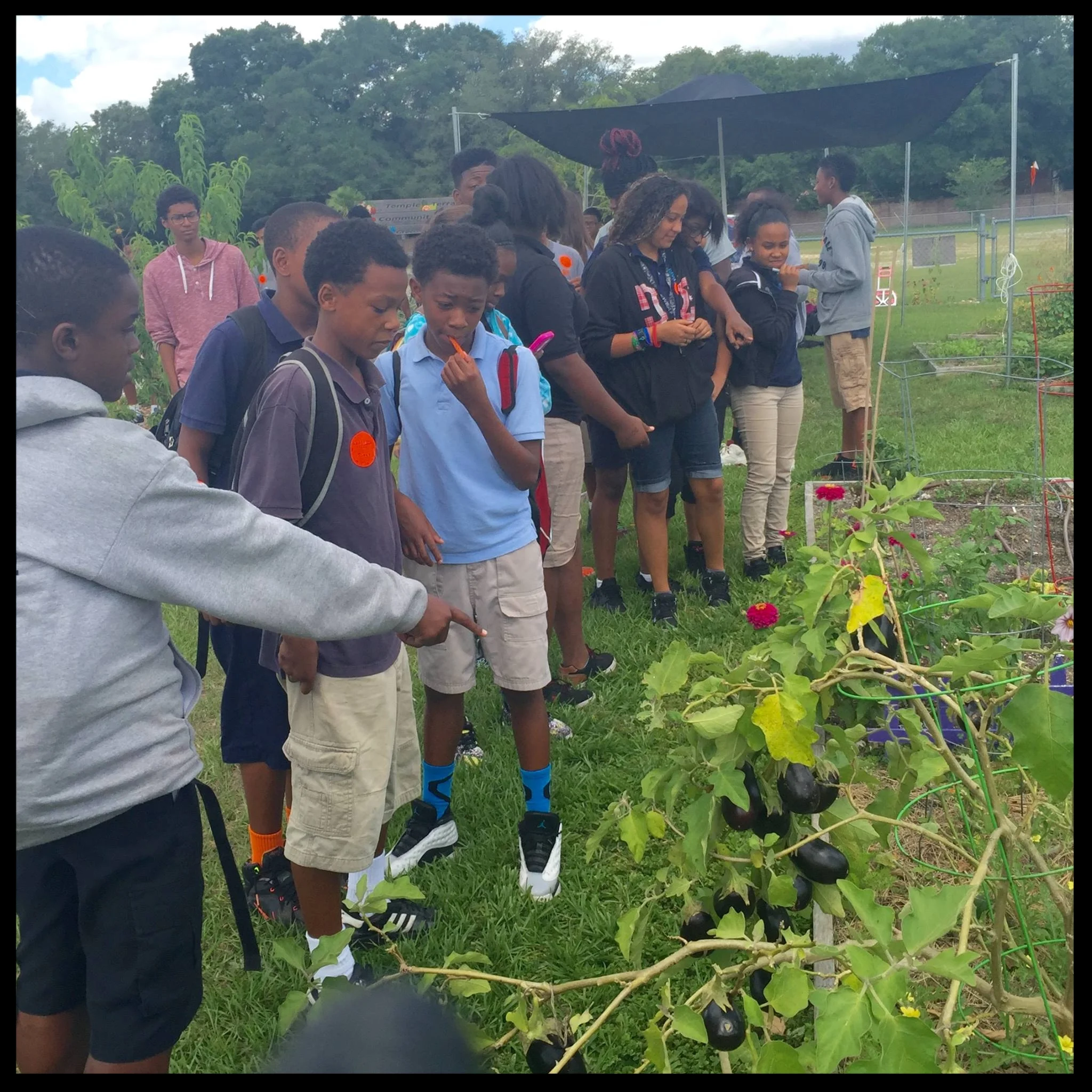 A lesson for Greco students who are learning for the first time how eggplants grow.