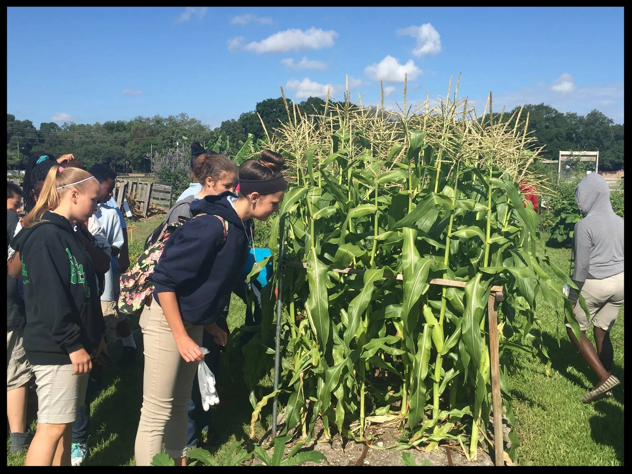 Visit to the garden by Greco students to learn about how corn is pollinated and grows on stalks.