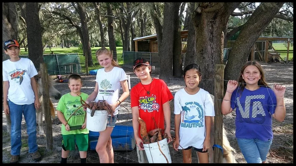 Greco students and friends with a fresh sweet potato harvest