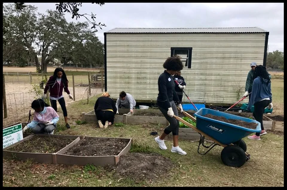 USF students Prepping the gardens for Greco Agriculture students for spring planting.