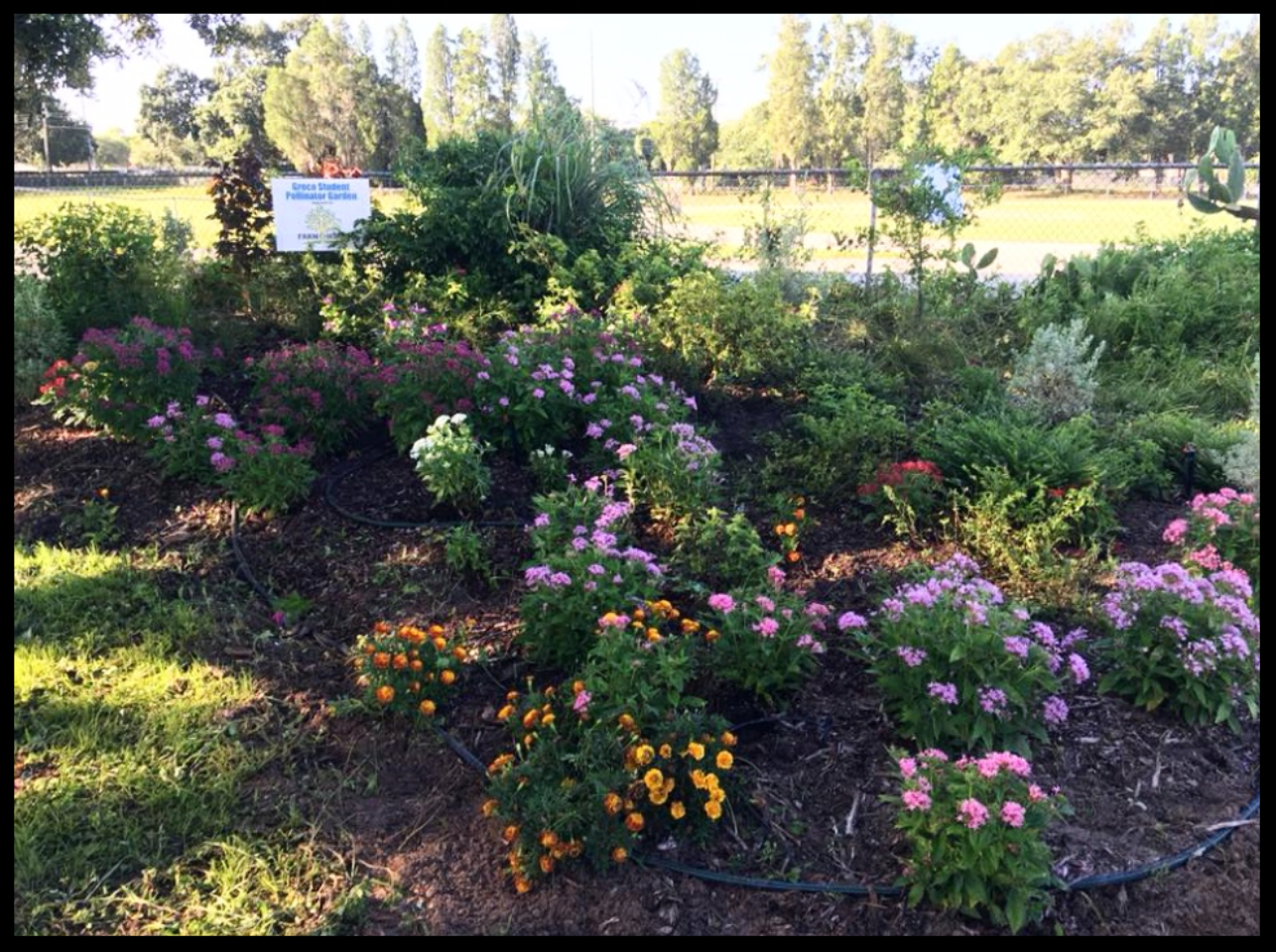 The beautiful pollinator garden funded by Beth and Gerry Curts.