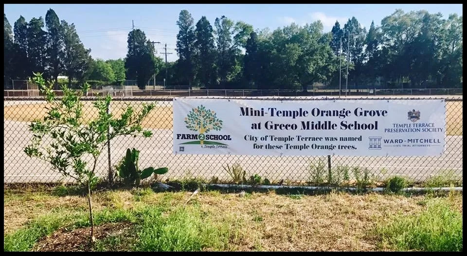 TTF2S planted a mini-Temple Orange Grove to remind students and the community about how the city got its name.