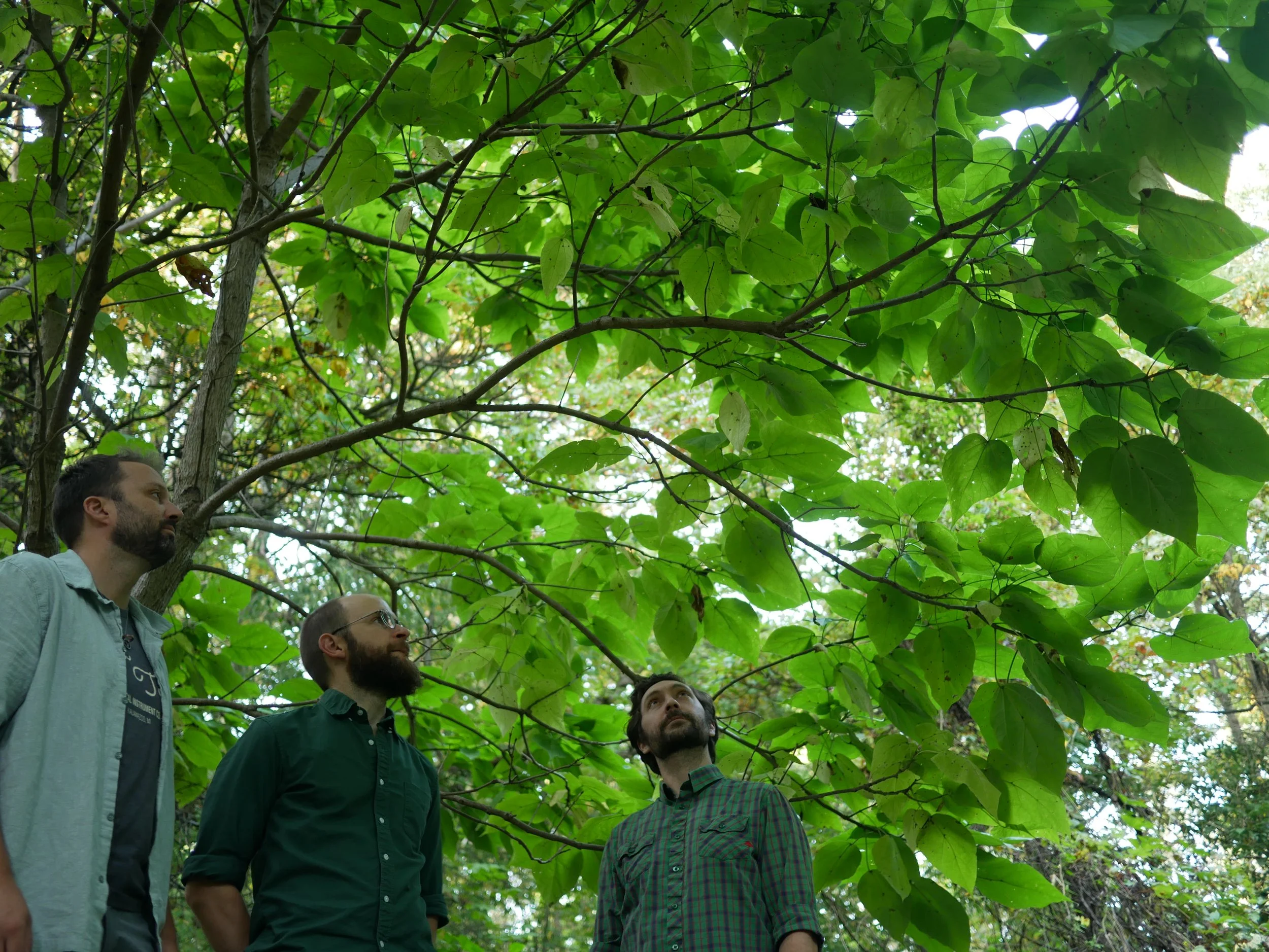 Catalpa Trio.jpg