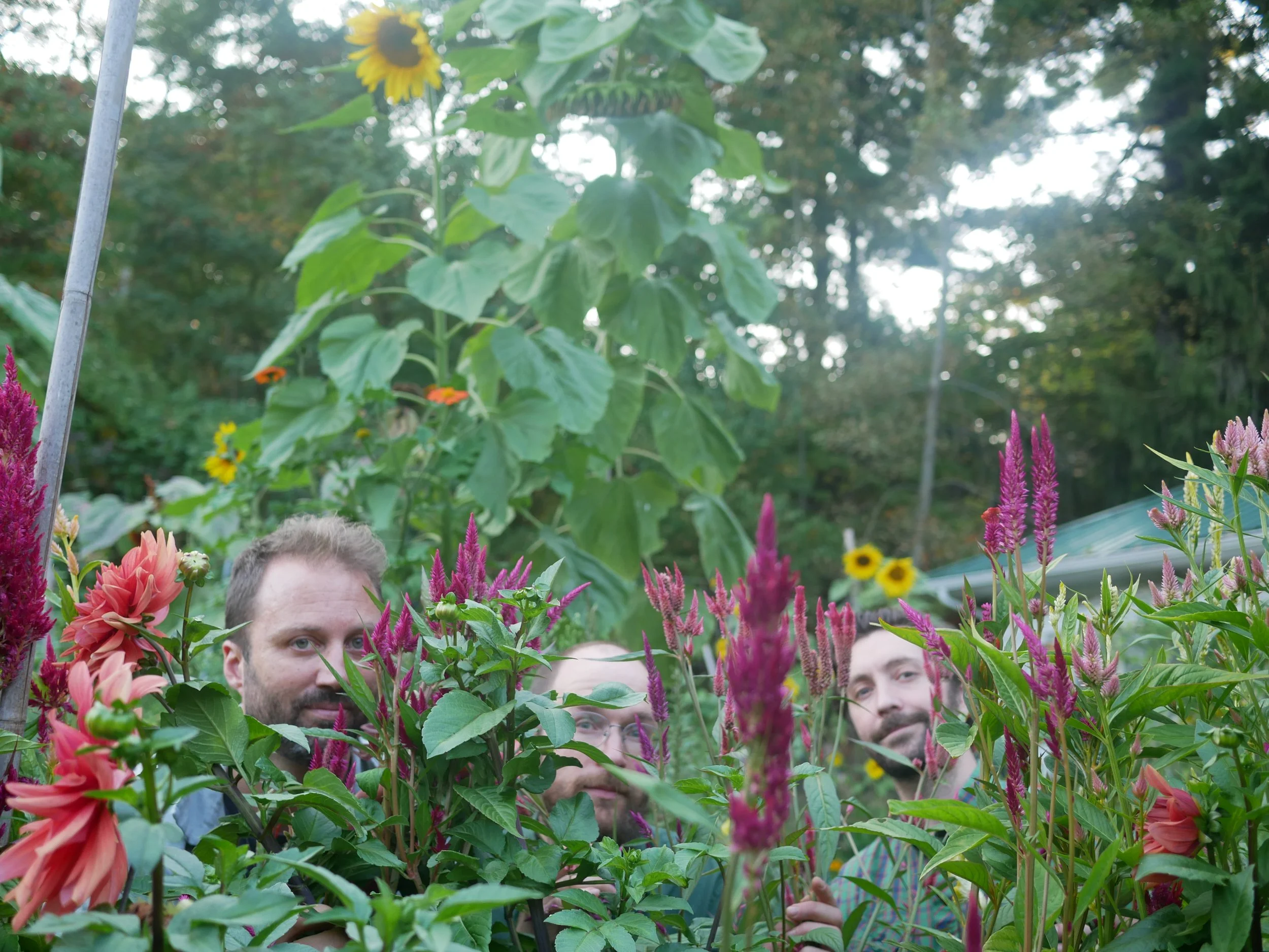 Garden Flower Trio.jpg