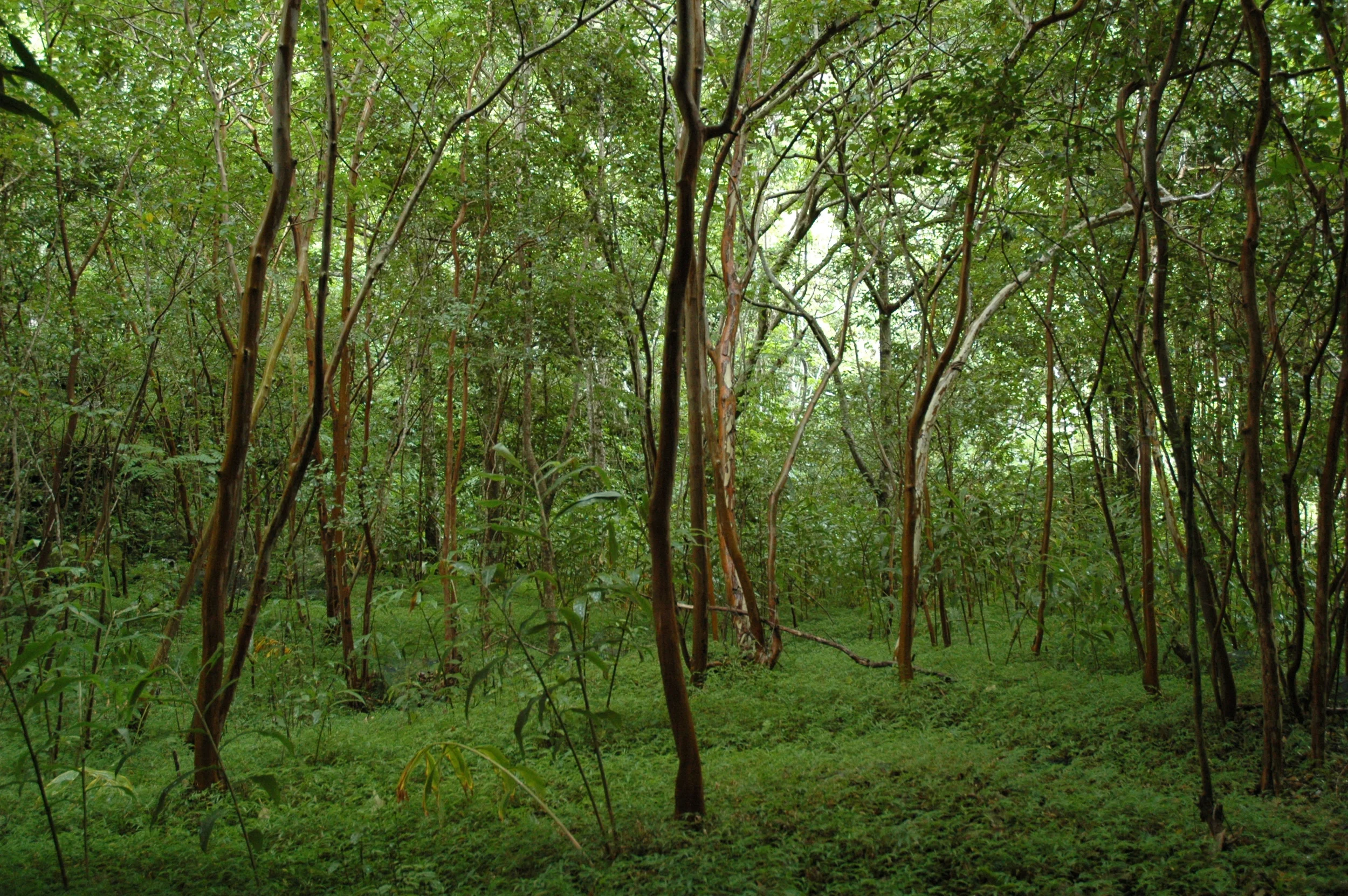 Iao Valley, Maui