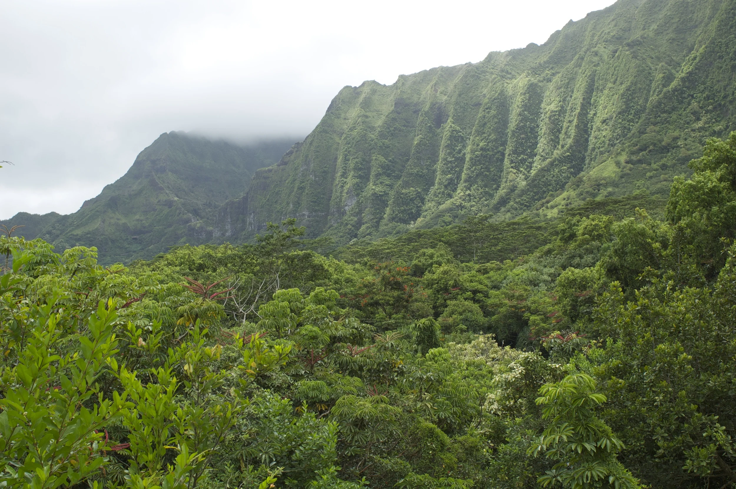 Nuʻuanu Pali, Oahu