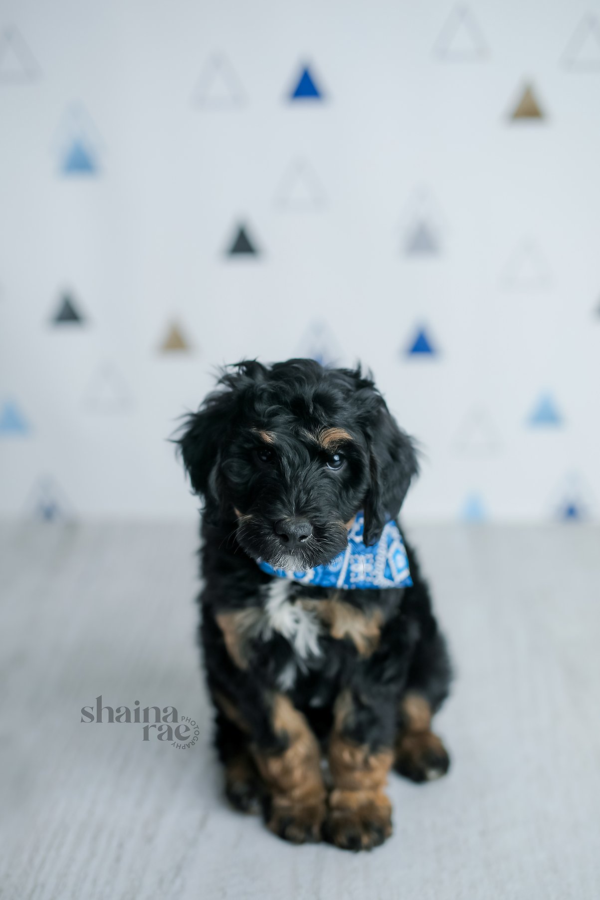 Jango-1.jpg
