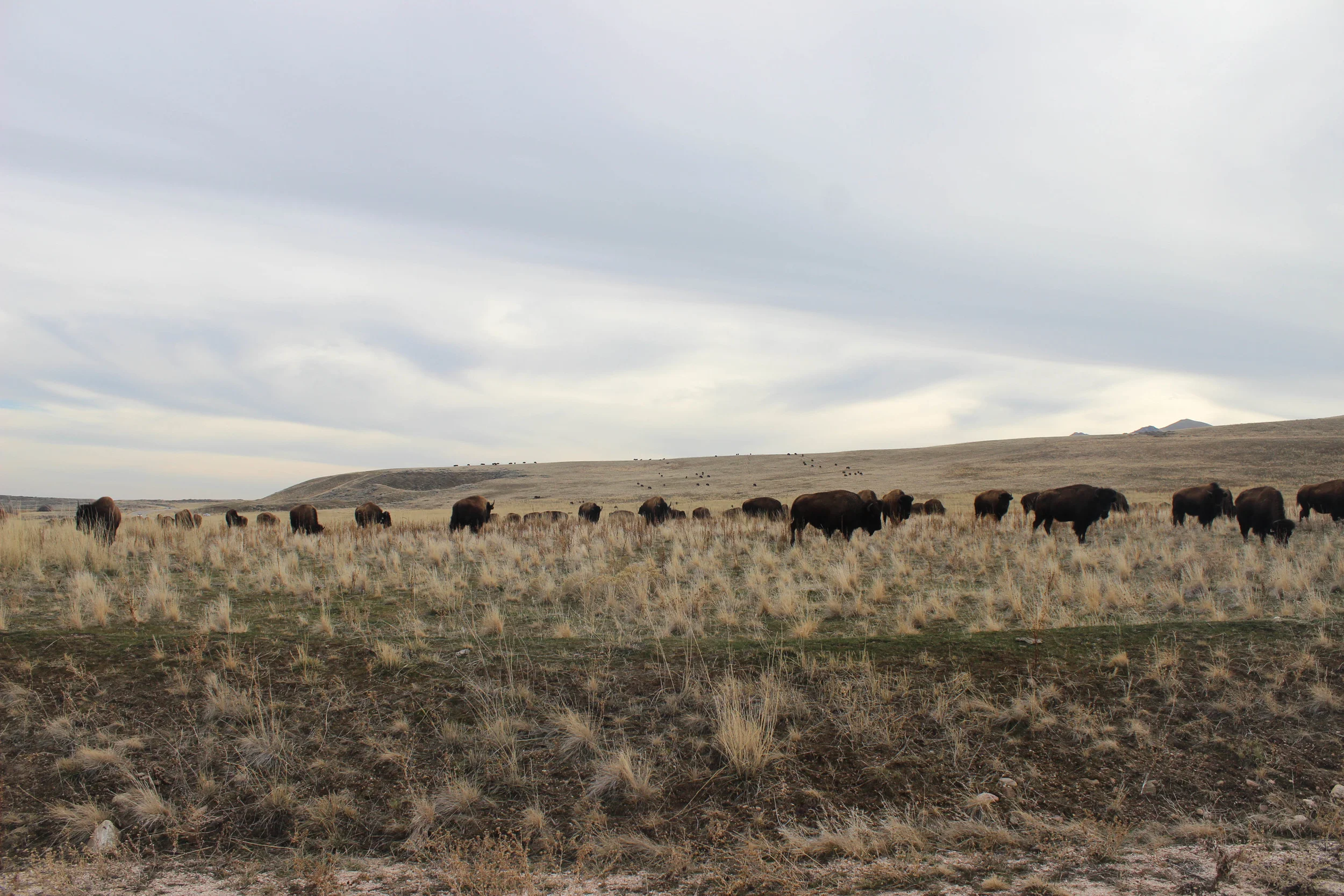 Antelope Island, 2015