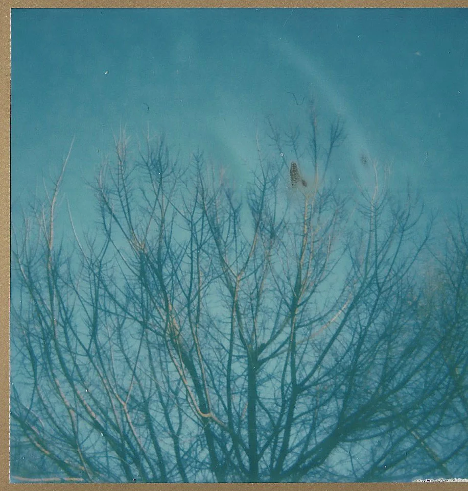 treeglare.jpg