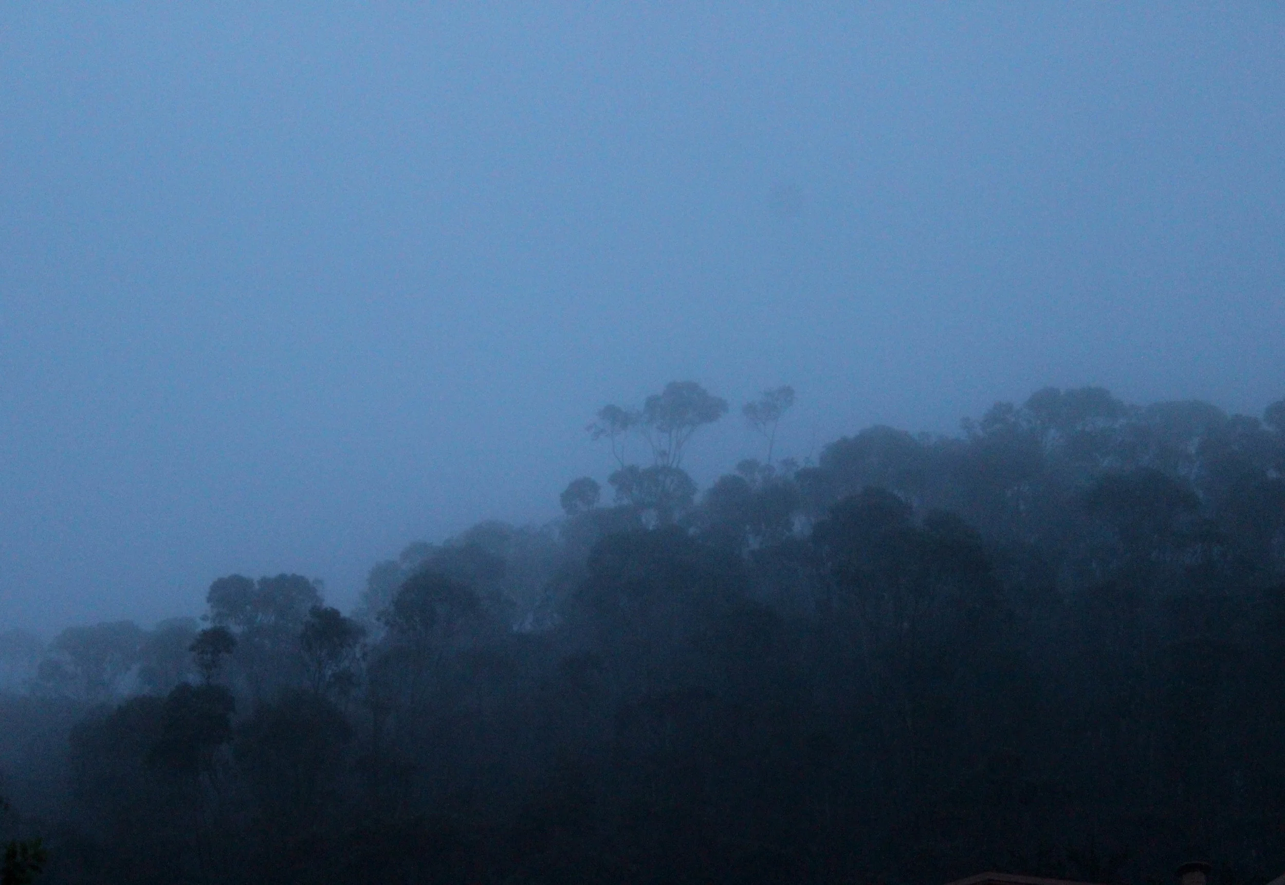 PorterEmily_Mount Sutro Ghosts, 2015.jpeg