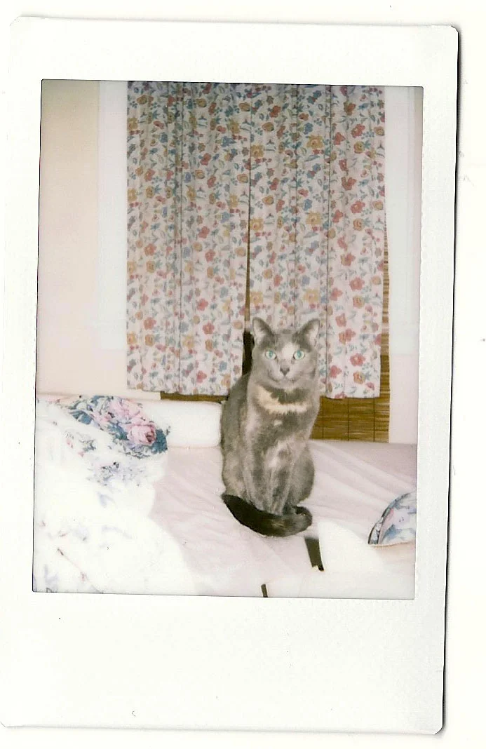 willow.jpg
