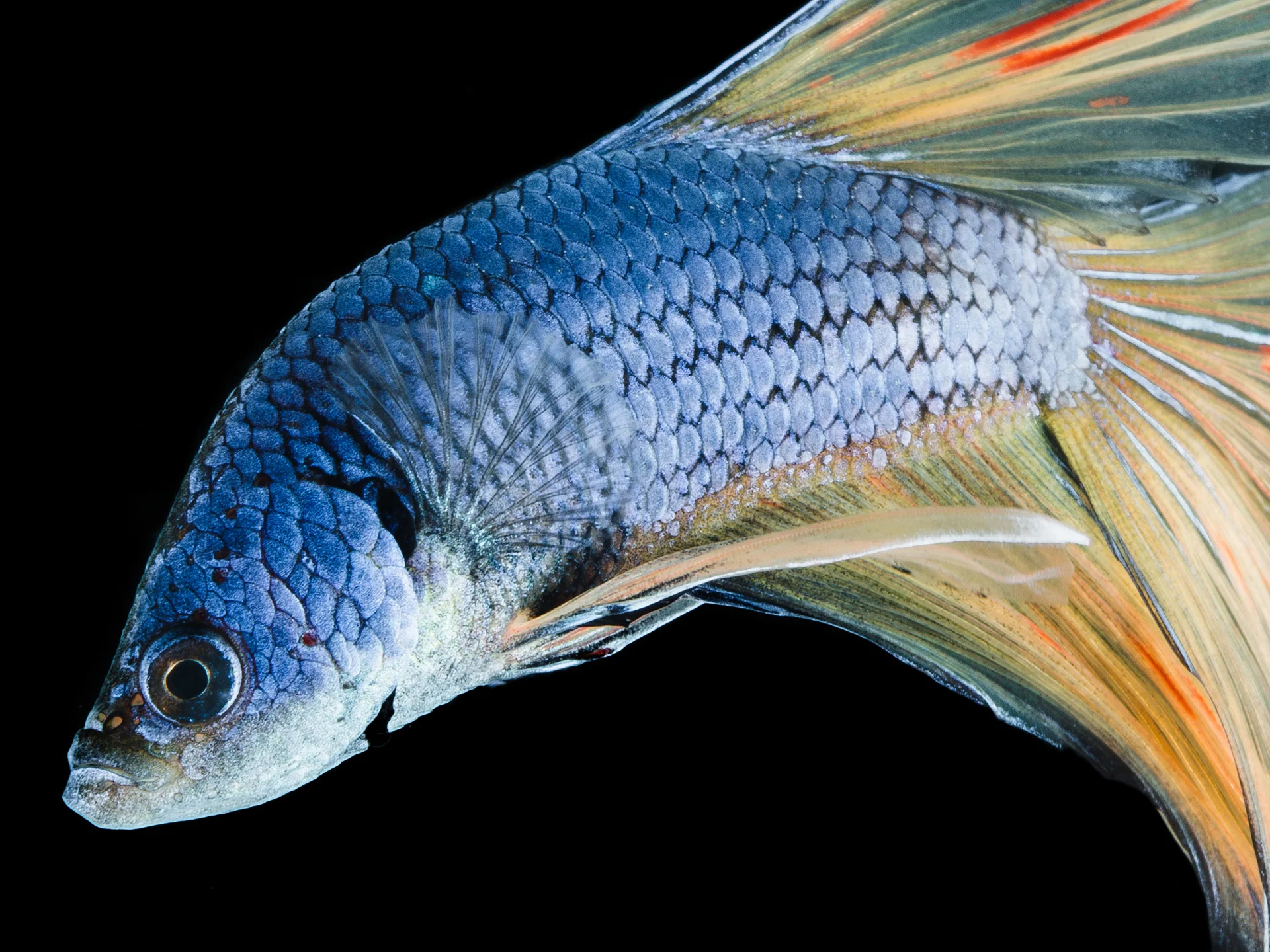 Betta 3