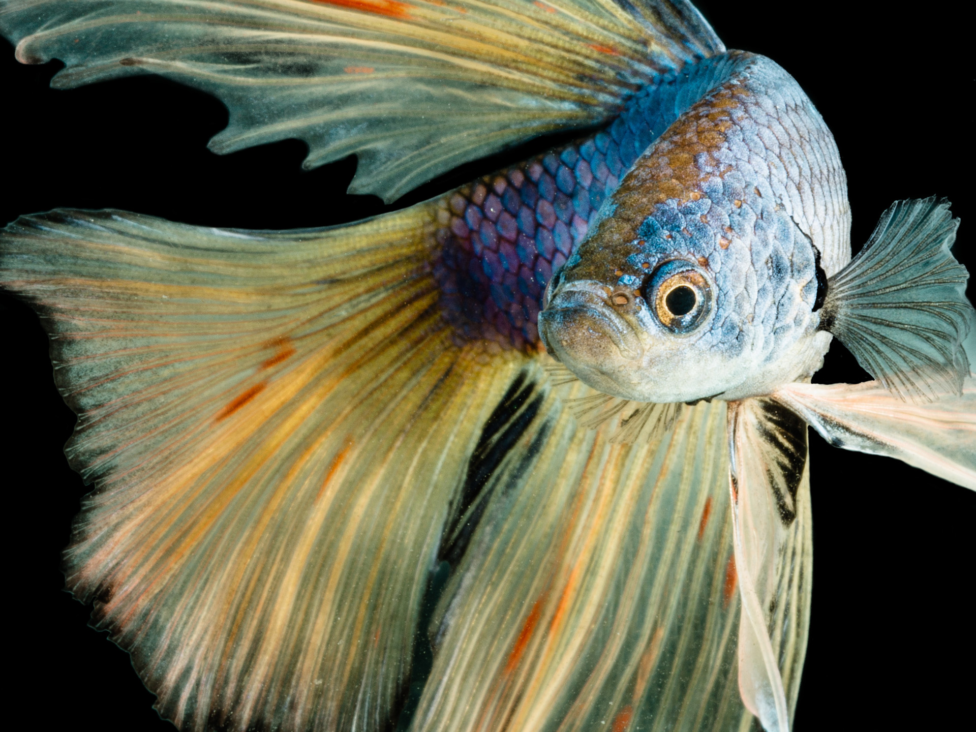 Betta 4