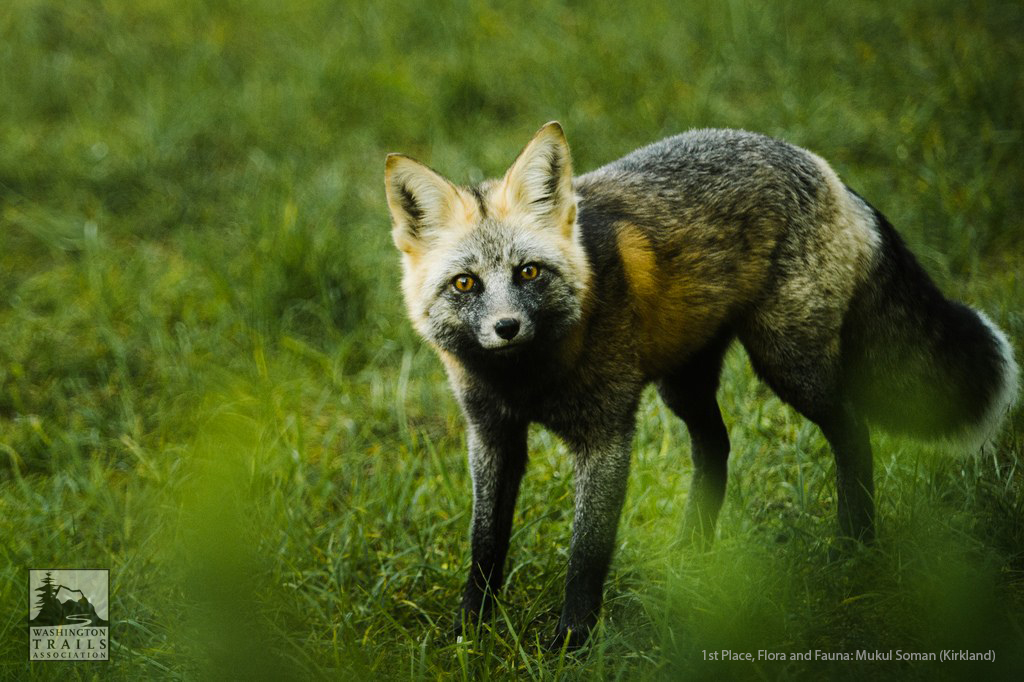 cascade-fox.jpg