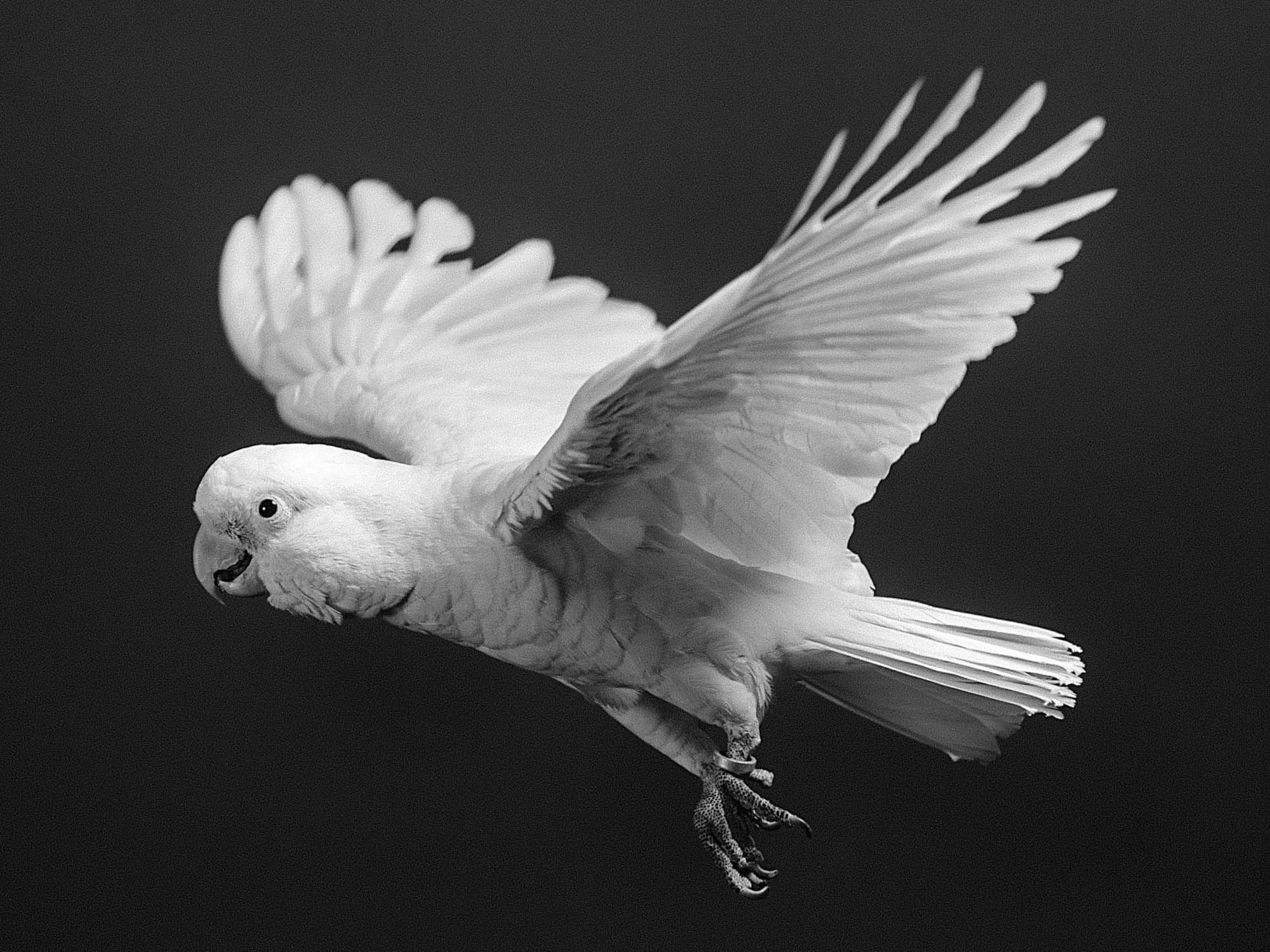 Cockatoo 1