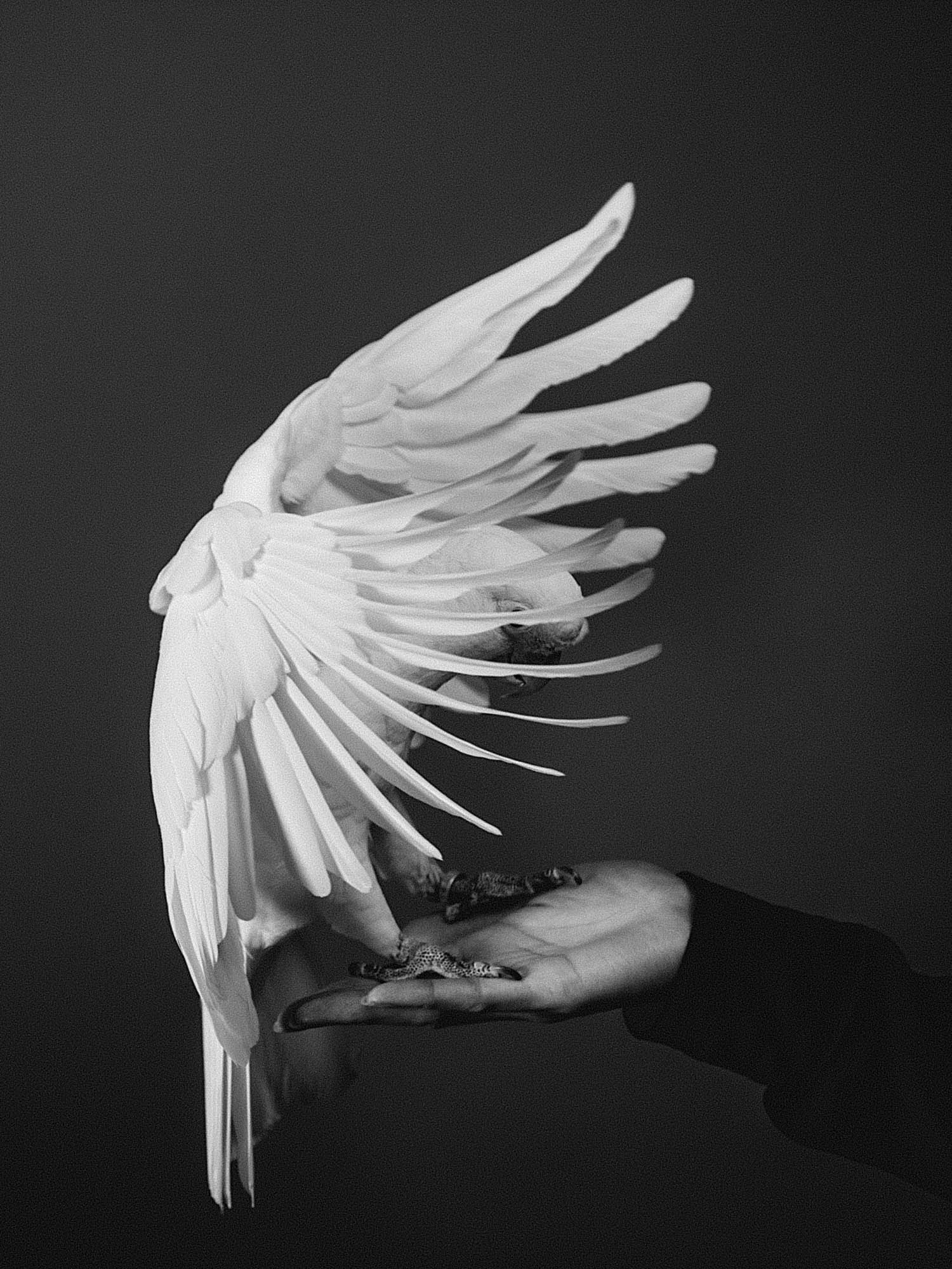 Cockatoo 2