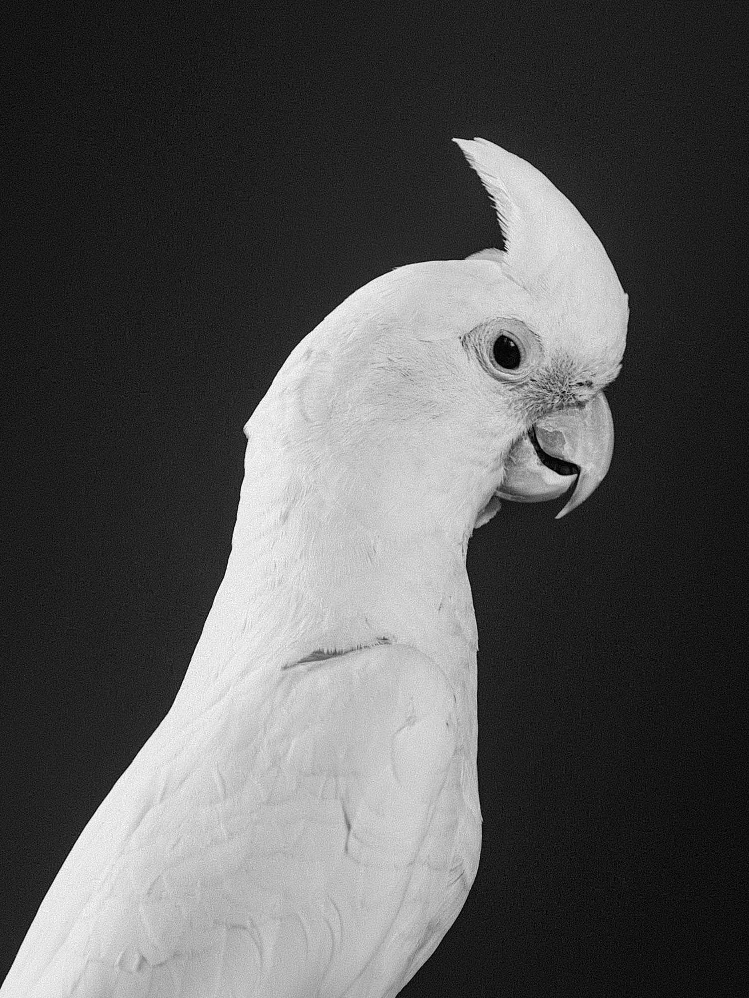 Cockatoo 3