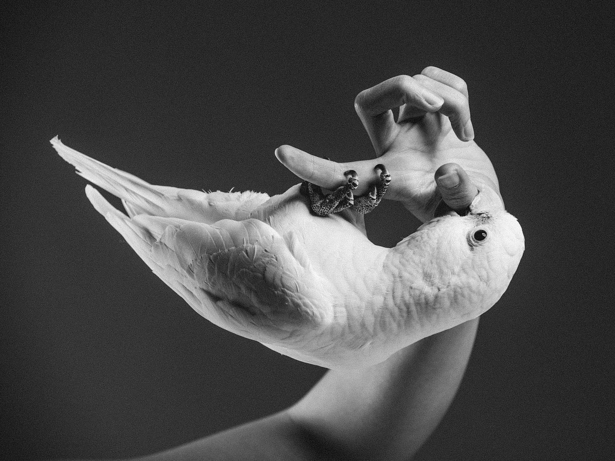 Cockatoo 4
