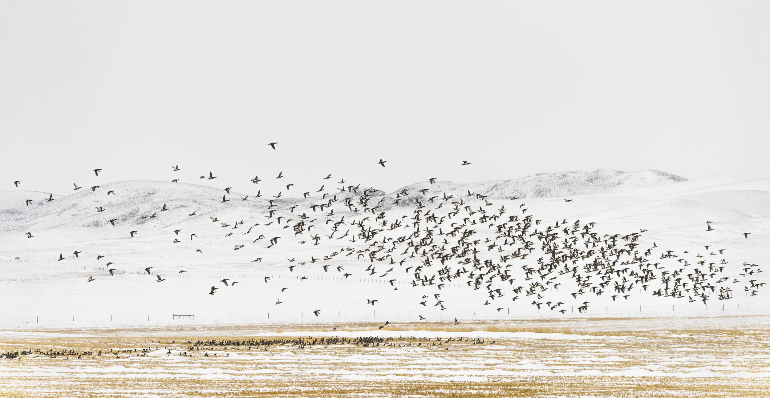 Flock